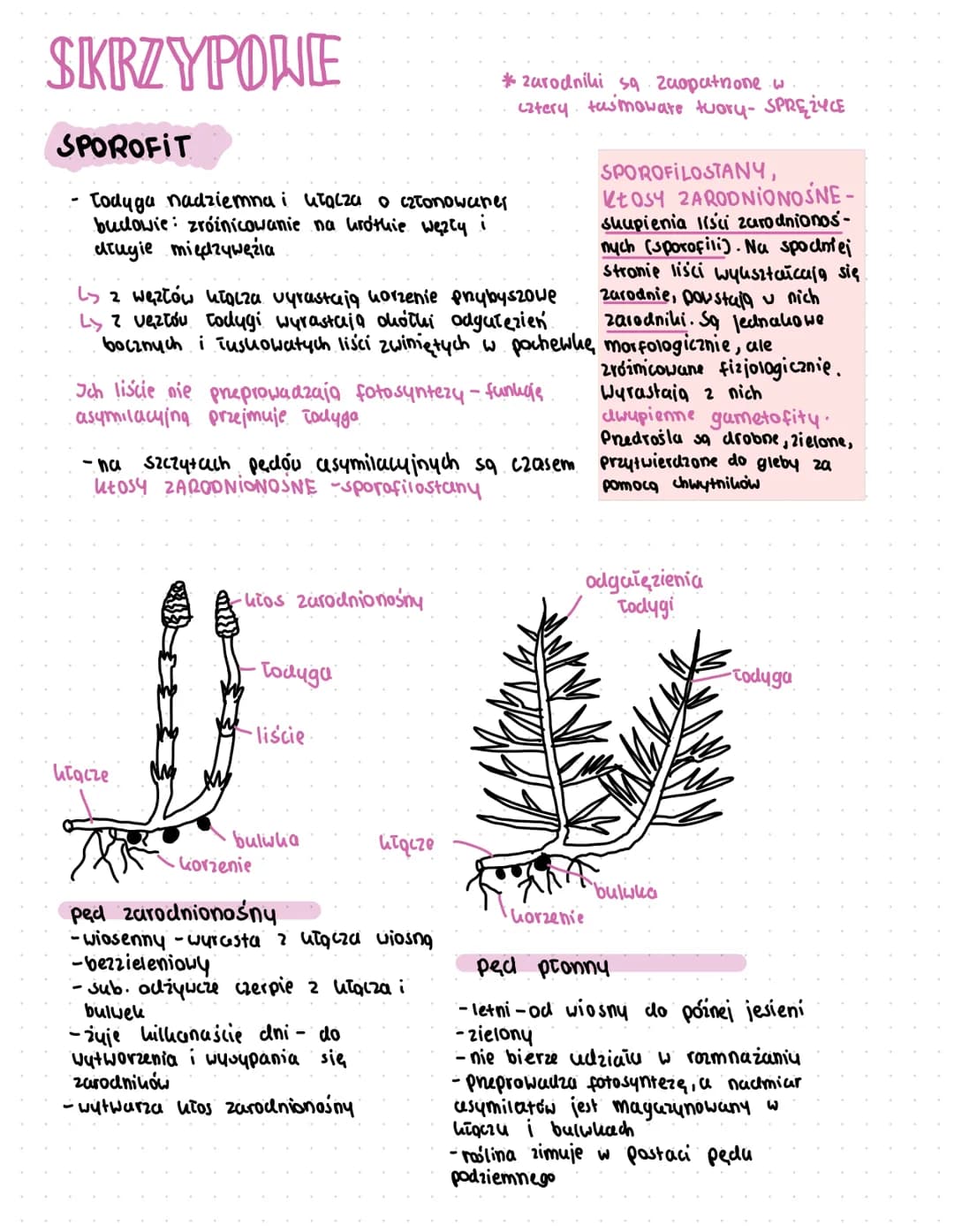 PAPROTNIKI
cechy wspoine.
- heteromorficzna przemiance pokoleń -
pokoleniem dominującym jest samozywny, wieloletni, diploidalny SPOROFIT
- r