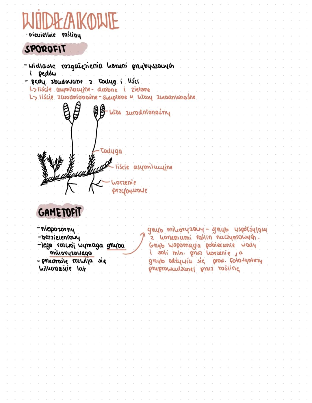 PAPROTNIKI
cechy wspoine.
- heteromorficzna przemiance pokoleń -
pokoleniem dominującym jest samozywny, wieloletni, diploidalny SPOROFIT
- r