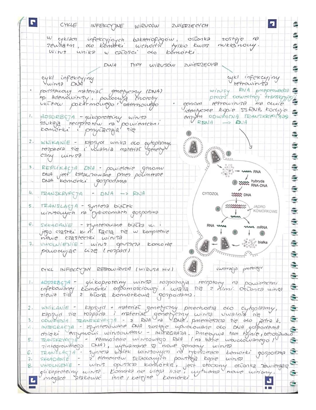 J J J J J
r
budowa:
kwasy nukleinowe
sa to wewnatm komórkcove pasożyty
nie sa
organismami, nie maja budouy komorkowej
prejawiaja samodnielne