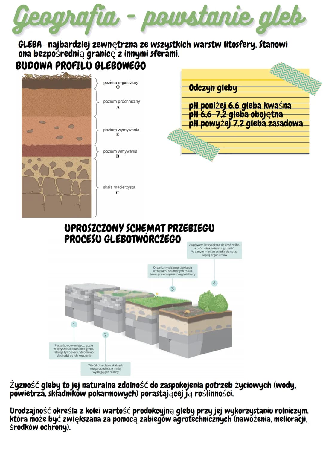 Geografia - powstanie gleb
GLEBA-najbardziej zewnętrzna ze wszystkich warstw litosfery. Stanowi
ona bezpośrednią granicę z innymi sferami.
B