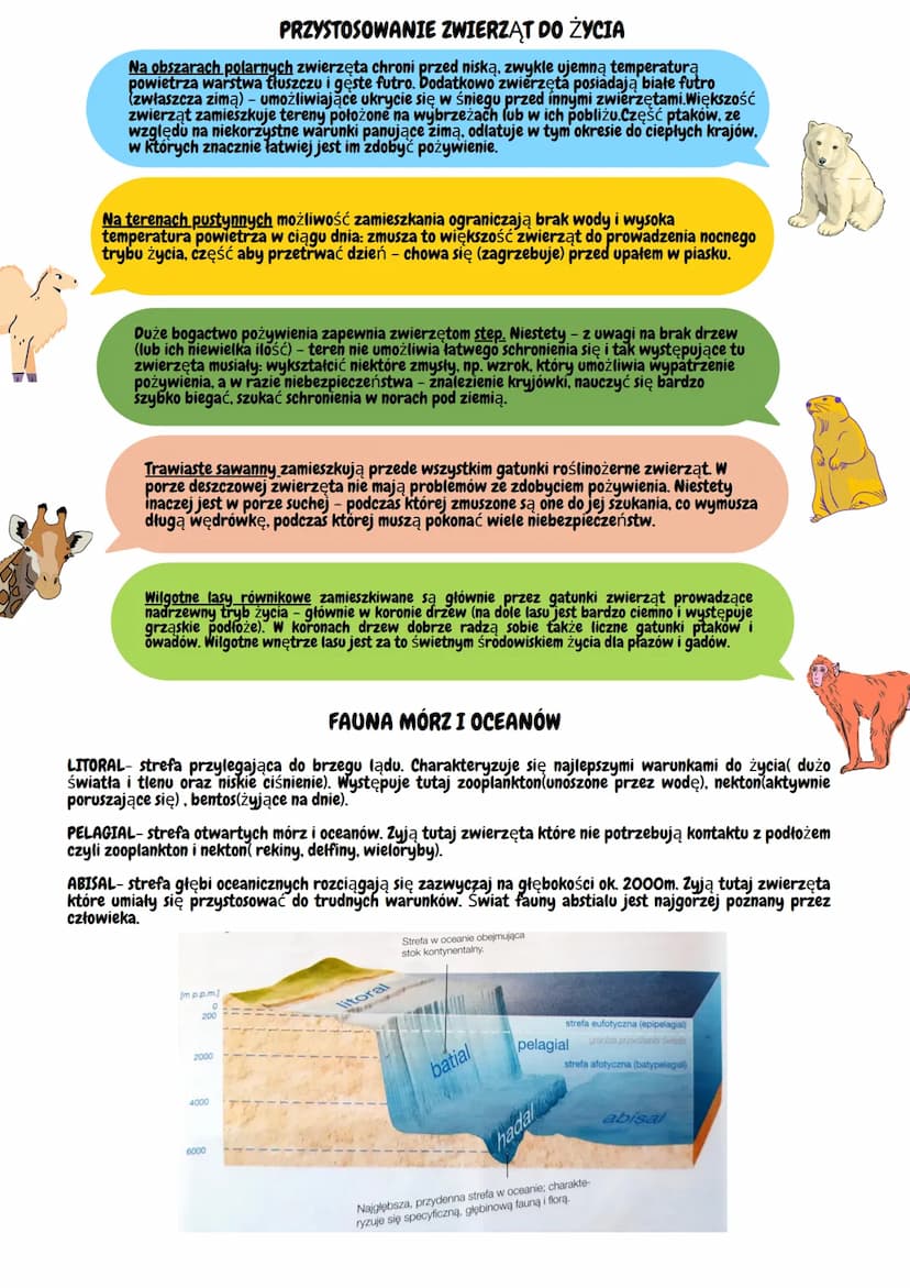 Geografia - powstanie gleb
GLEBA-najbardziej zewnętrzna ze wszystkich warstw litosfery. Stanowi
ona bezpośrednią granicę z innymi sferami.
B