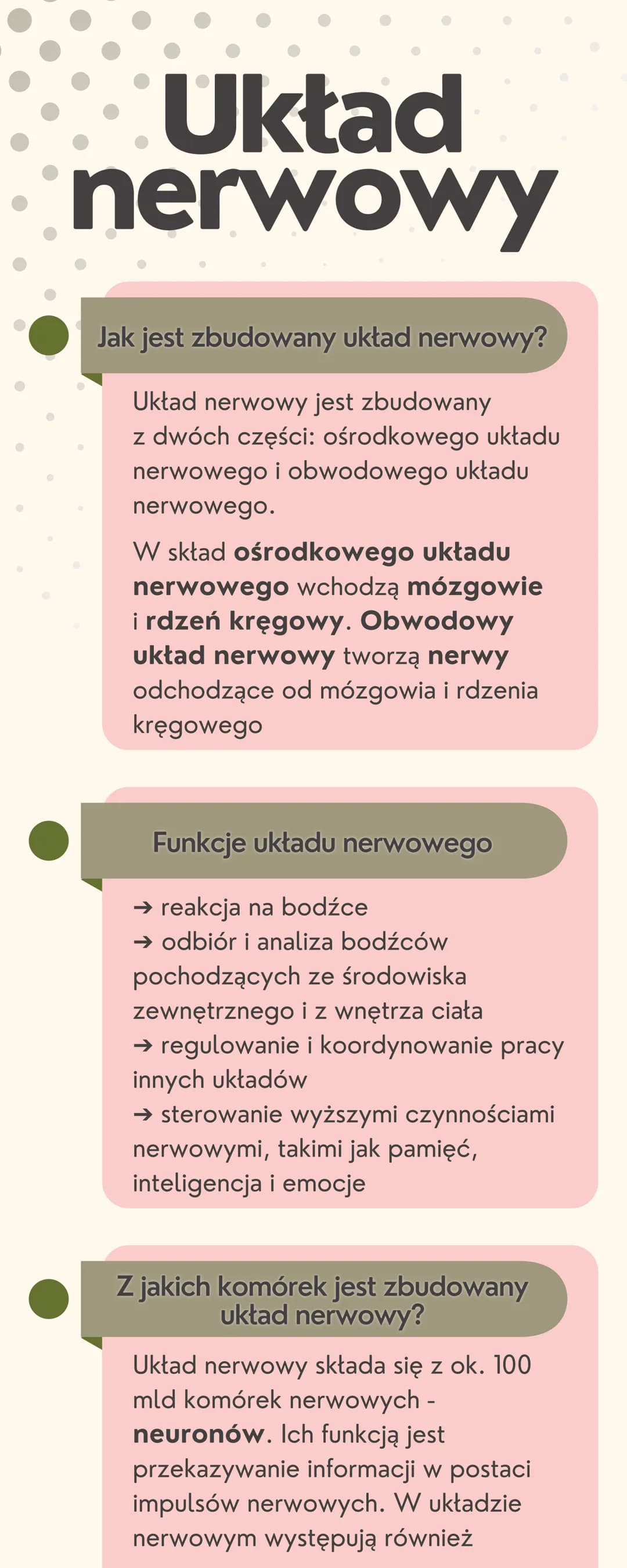 Układ
nerwowy
Jak jest zbudowany układ nerwowy?
Układ nerwowy jest zbudowany
z dwóch części: ośrodkowego układu
nerwowego i obwodowego układ