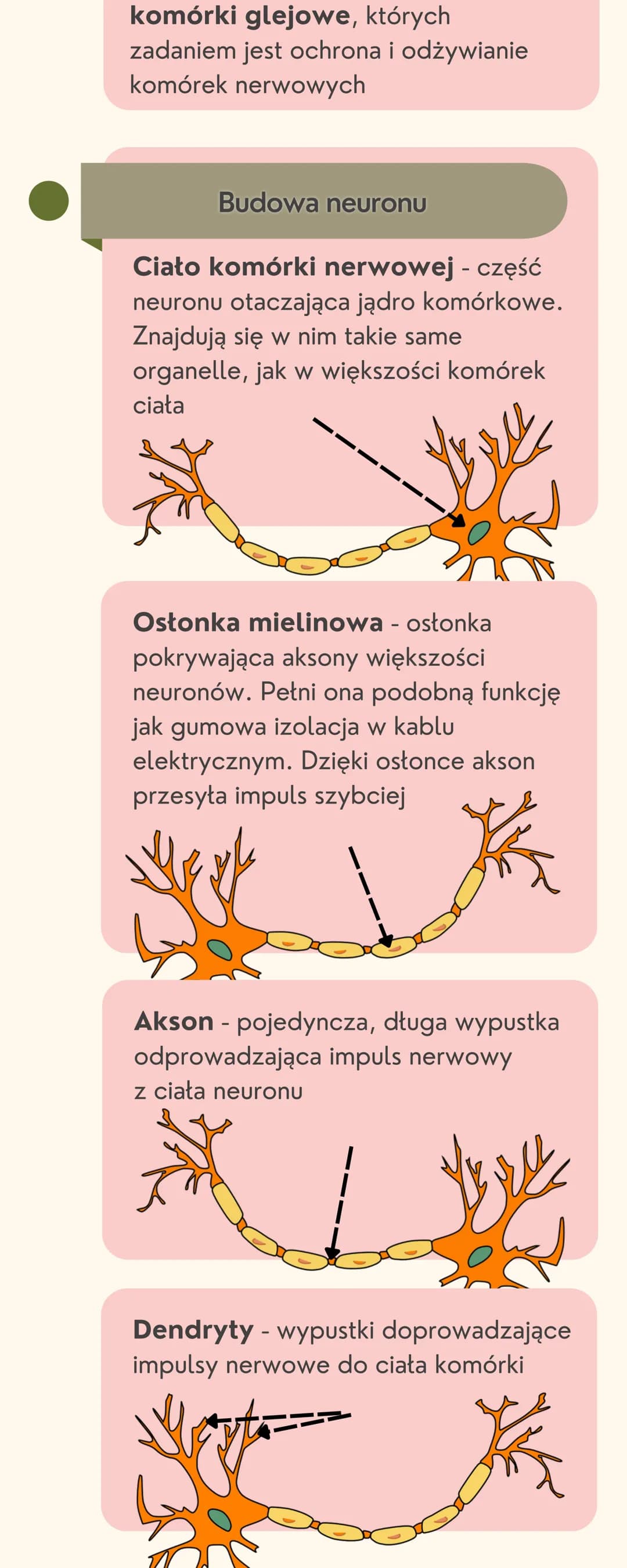 Układ
nerwowy
Jak jest zbudowany układ nerwowy?
Układ nerwowy jest zbudowany
z dwóch części: ośrodkowego układu
nerwowego i obwodowego układ