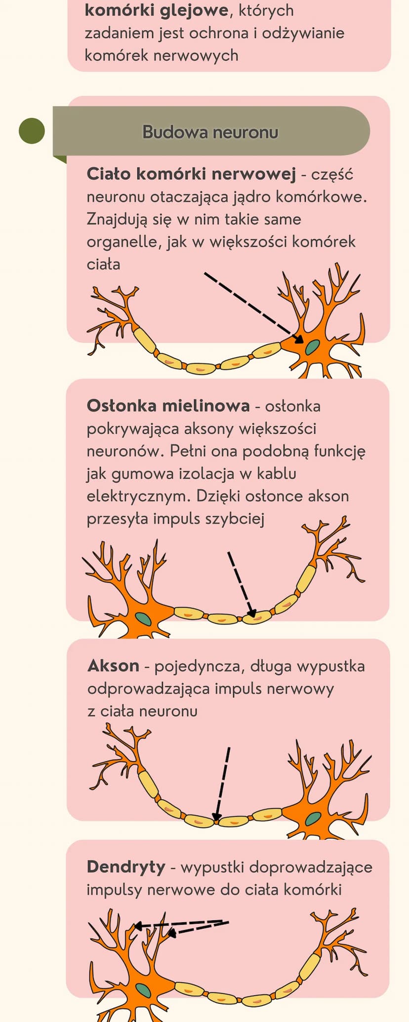 Układ
nerwowy
Jak jest zbudowany układ nerwowy?
Układ nerwowy jest zbudowany
z dwóch części: ośrodkowego układu
nerwowego i obwodowego układ