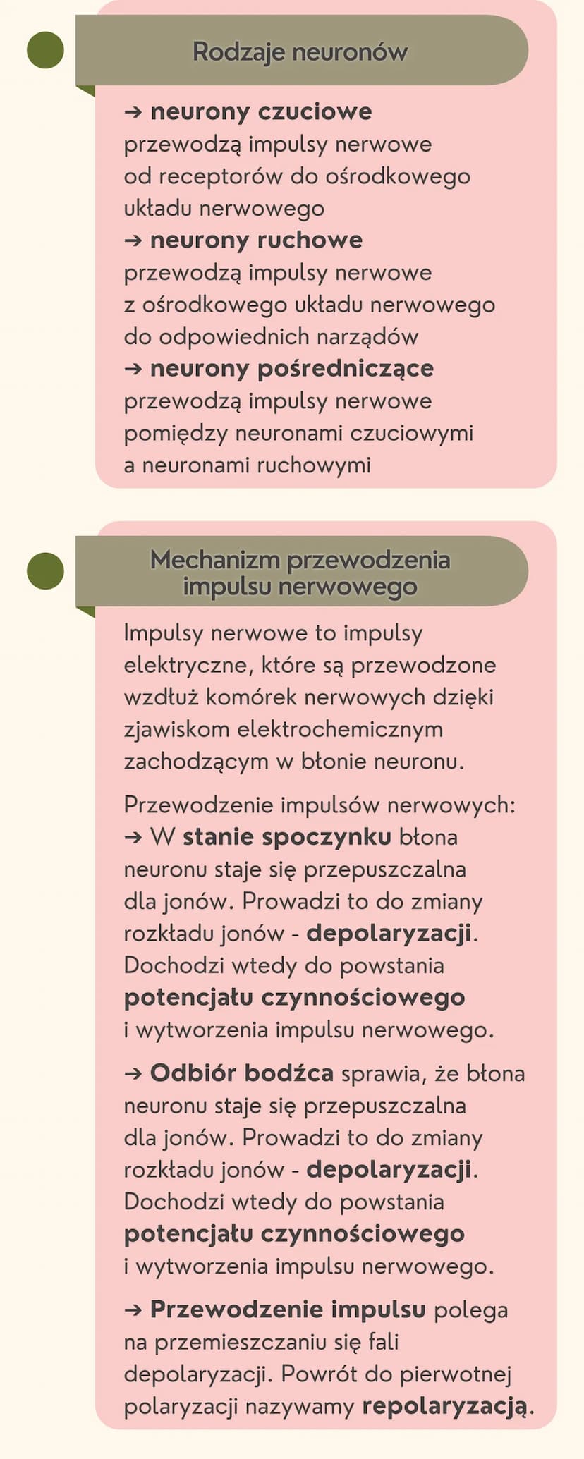Układ
nerwowy
Jak jest zbudowany układ nerwowy?
Układ nerwowy jest zbudowany
z dwóch części: ośrodkowego układu
nerwowego i obwodowego układ