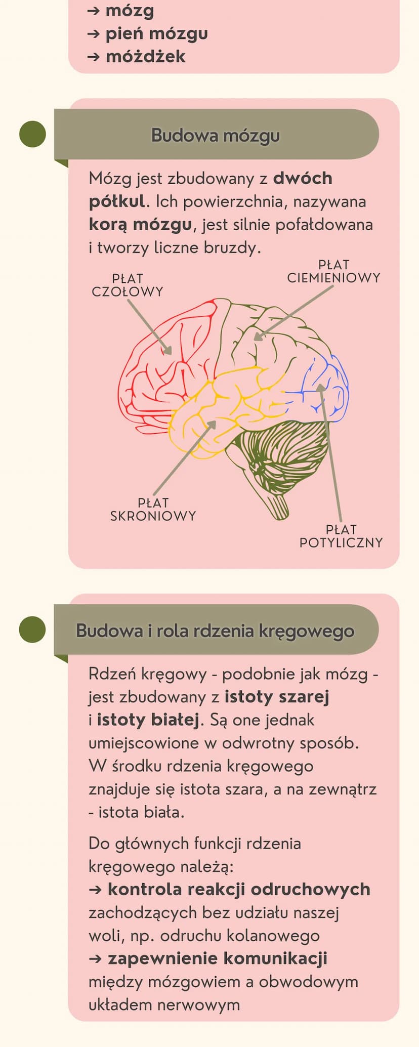 Układ
nerwowy
Jak jest zbudowany układ nerwowy?
Układ nerwowy jest zbudowany
z dwóch części: ośrodkowego układu
nerwowego i obwodowego układ