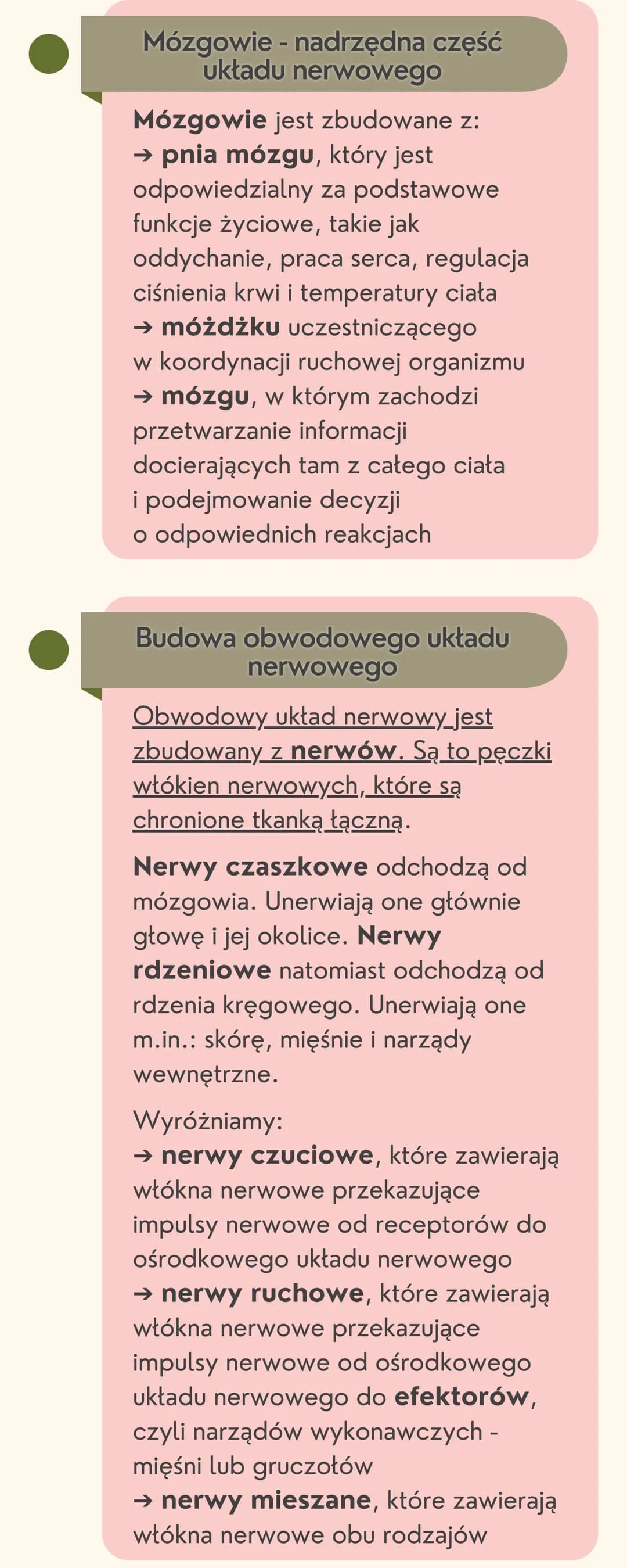 Układ
nerwowy
Jak jest zbudowany układ nerwowy?
Układ nerwowy jest zbudowany
z dwóch części: ośrodkowego układu
nerwowego i obwodowego układ