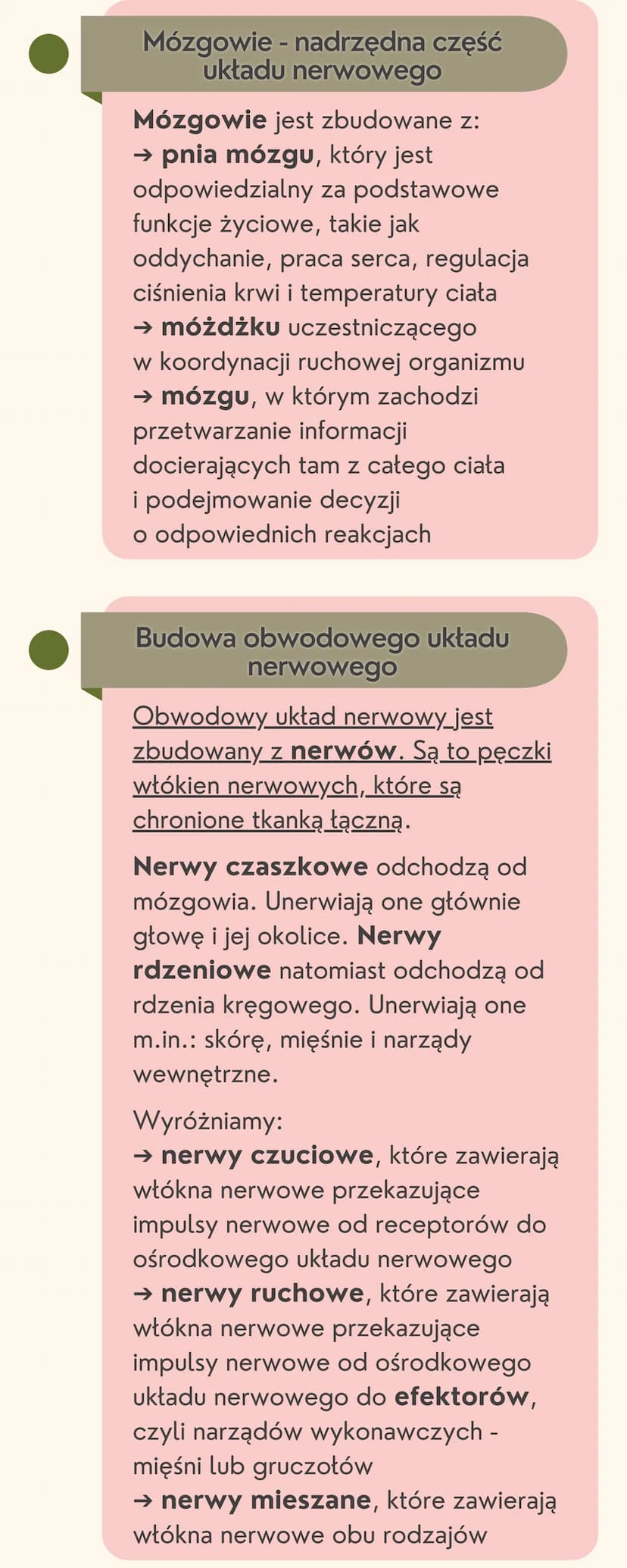 Układ
nerwowy
Jak jest zbudowany układ nerwowy?
Układ nerwowy jest zbudowany
z dwóch części: ośrodkowego układu
nerwowego i obwodowego układ