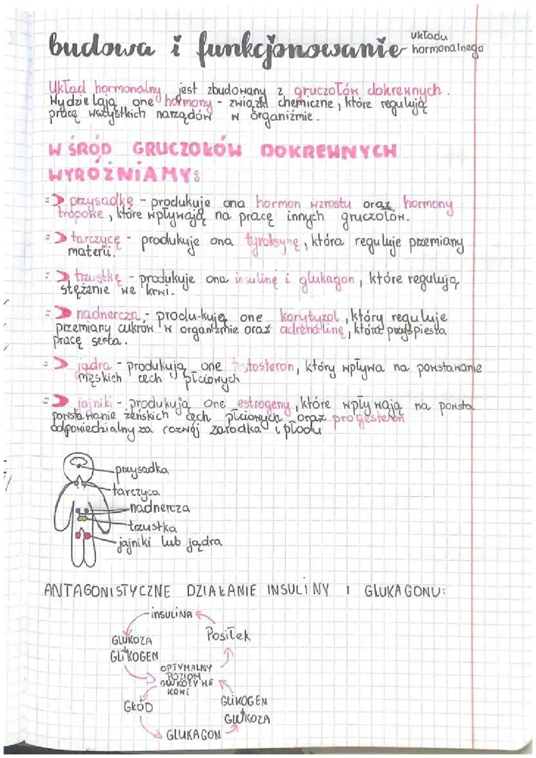 Budowa i funkcjonowanie układu hormonalnego