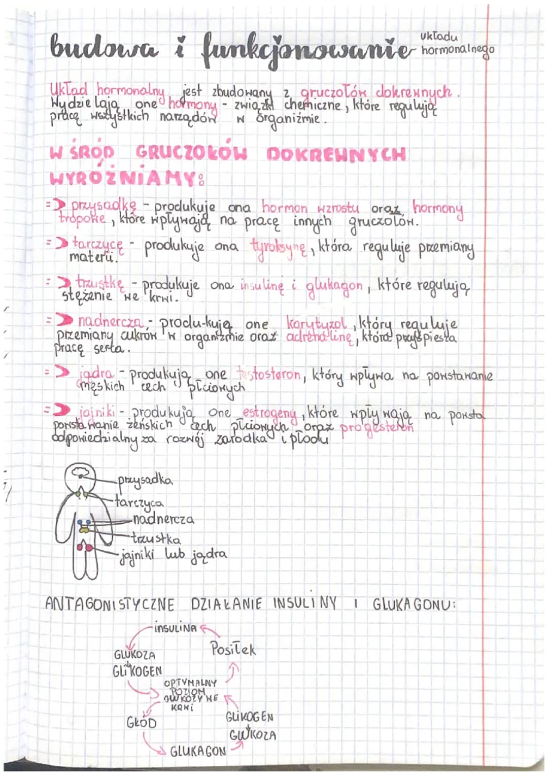 r
budowa i funkcjonowanie
Uklad hormonalny jest zbudowany z gruczołów dokrewnych.
Wydzie lają one hormony - związk chemiczne, które regulują