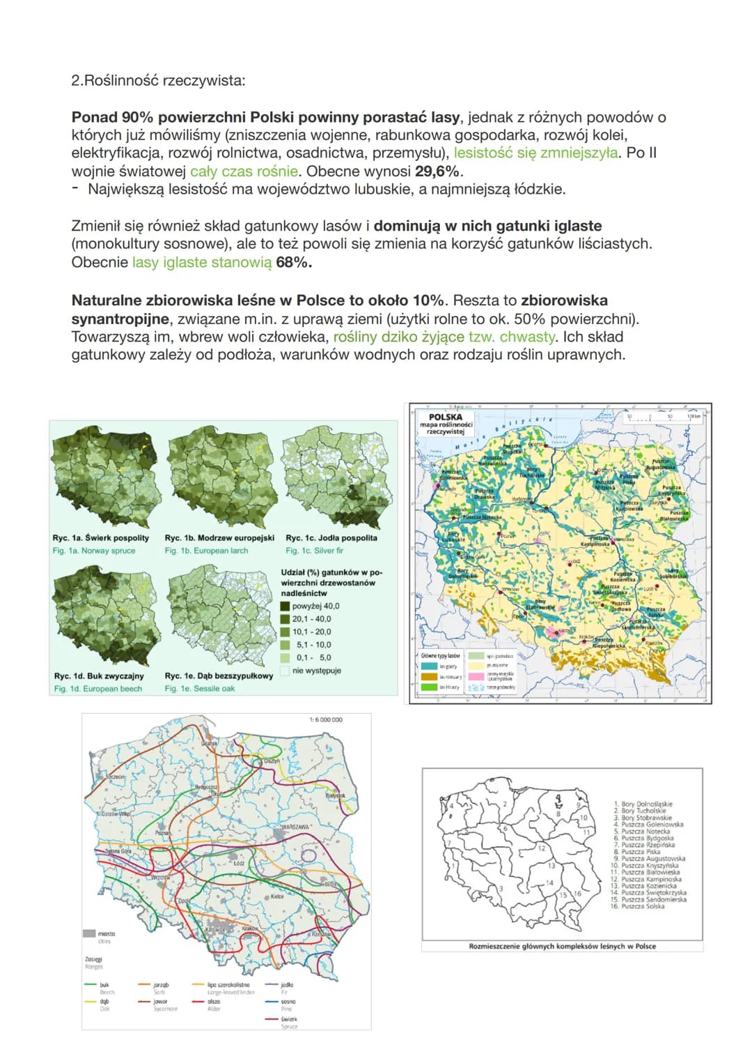 Szata roślinna Polski - roślinność potencjalna i rzeczywista
I Roślinność potencjalna, naturalna:
- Polska w przeważającej większości leży w