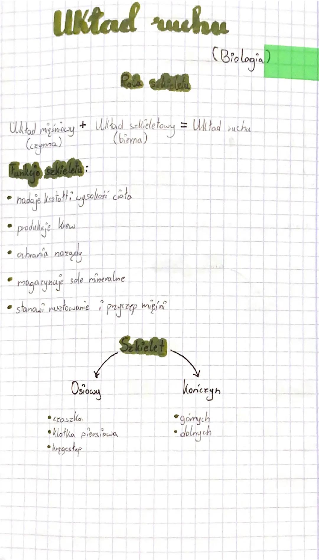 Notatka o Układzie Ruchu - Biologia Klasa 7