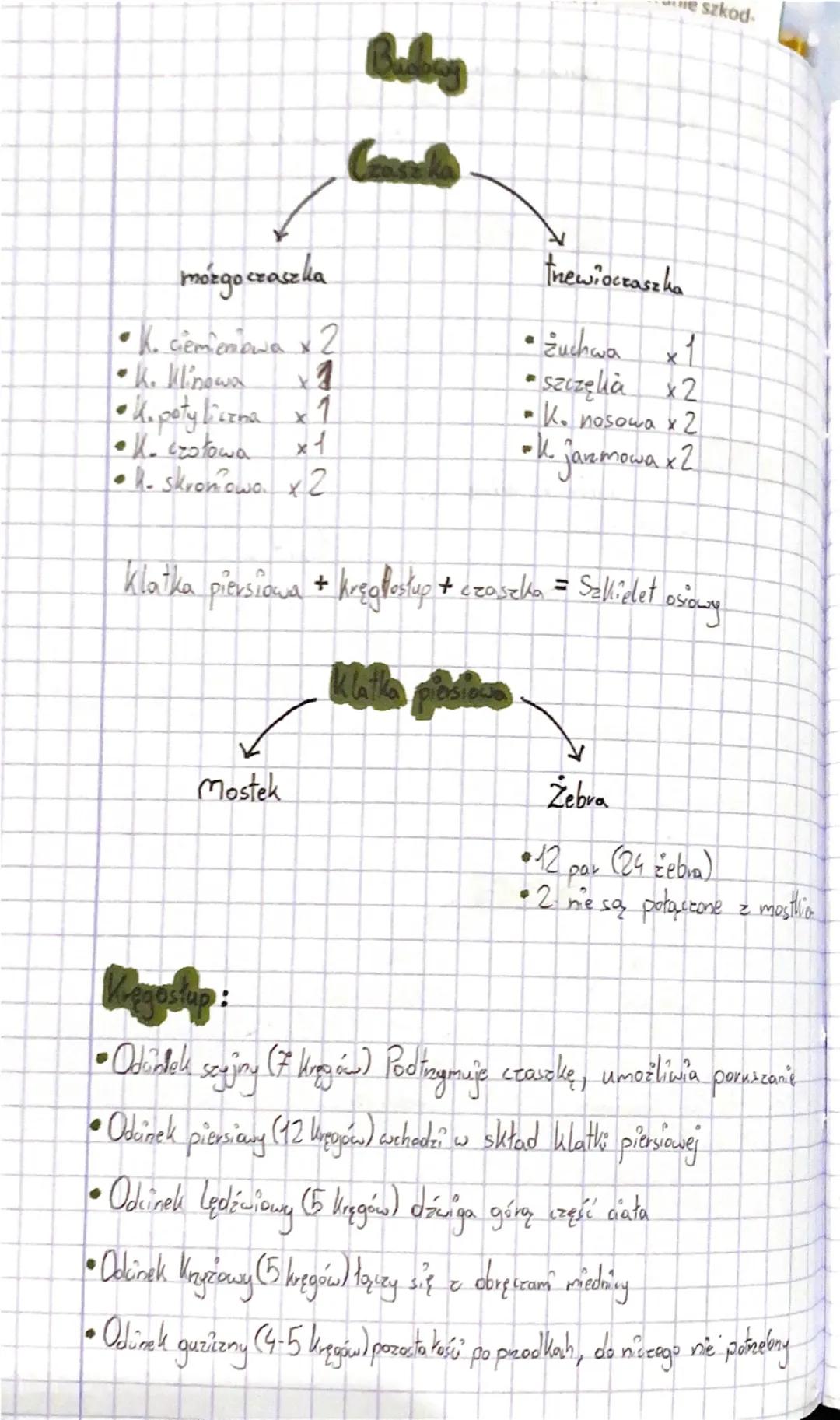 --- OCR Start ---
Układ ruchu
Chicletu
(Biologia)
Układ mięśniowy + Wkład selieletowy = Układ ruchu
(bierna)
(счута)
nadaje kształti wysokoś