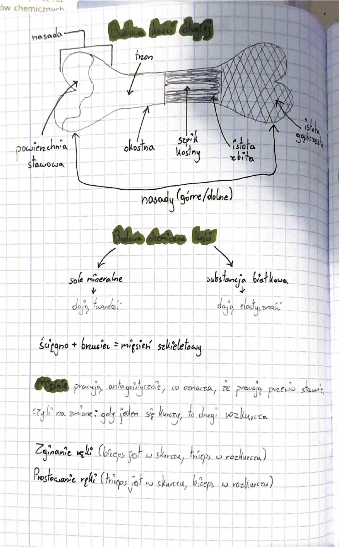 --- OCR Start ---
Układ ruchu
Chicletu
(Biologia)
Układ mięśniowy + Wkład selieletowy = Układ ruchu
(bierna)
(счута)
nadaje kształti wysokoś