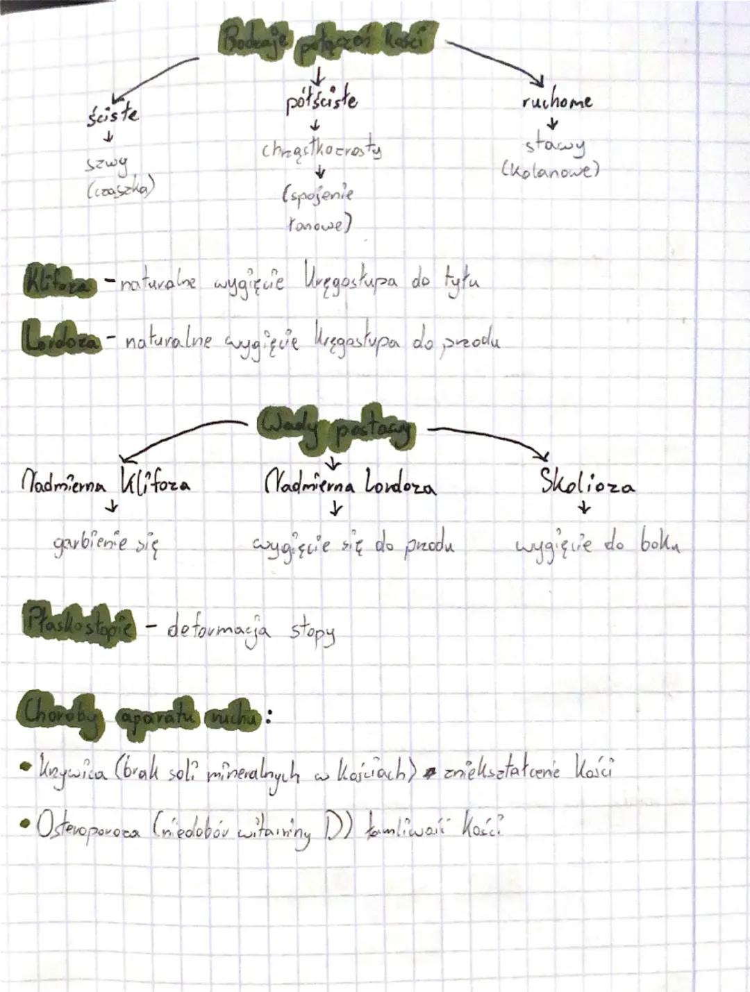 --- OCR Start ---
Układ ruchu
Chicletu
(Biologia)
Układ mięśniowy + Wkład selieletowy = Układ ruchu
(bierna)
(счута)
nadaje kształti wysokoś