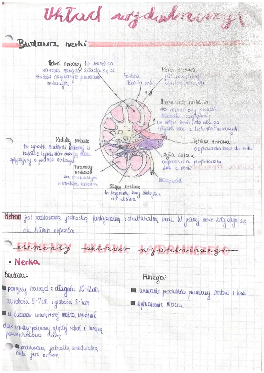 Układ wydaniay
Budowa nerki
Rozen
nertowy
wantwa nanqa
stoilów naly wanych piramidama
nerkonymi
to wewngo.
składa się ze
Kielicky perliowe
t
