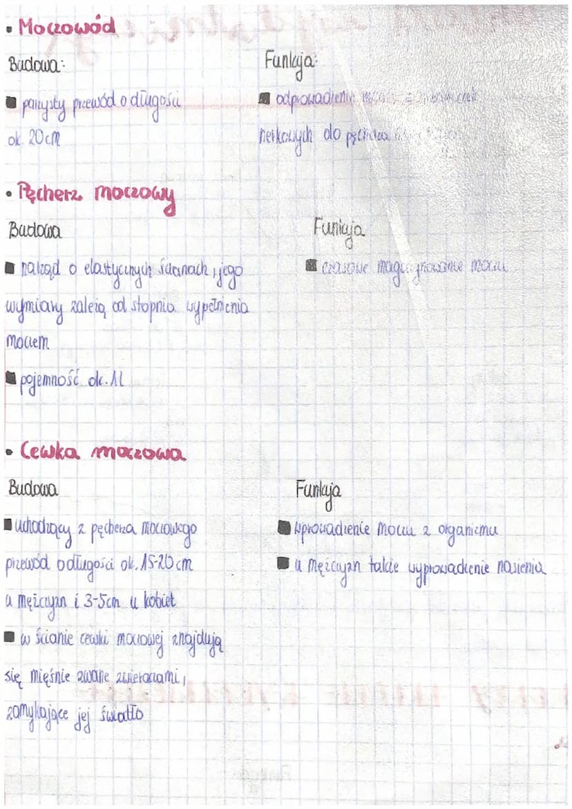 Układ wydaniay
Budowa nerki
Rozen
nertowy
wantwa nanqa
stoilów naly wanych piramidama
nerkonymi
to wewngo.
składa się ze
Kielicky perliowe
t