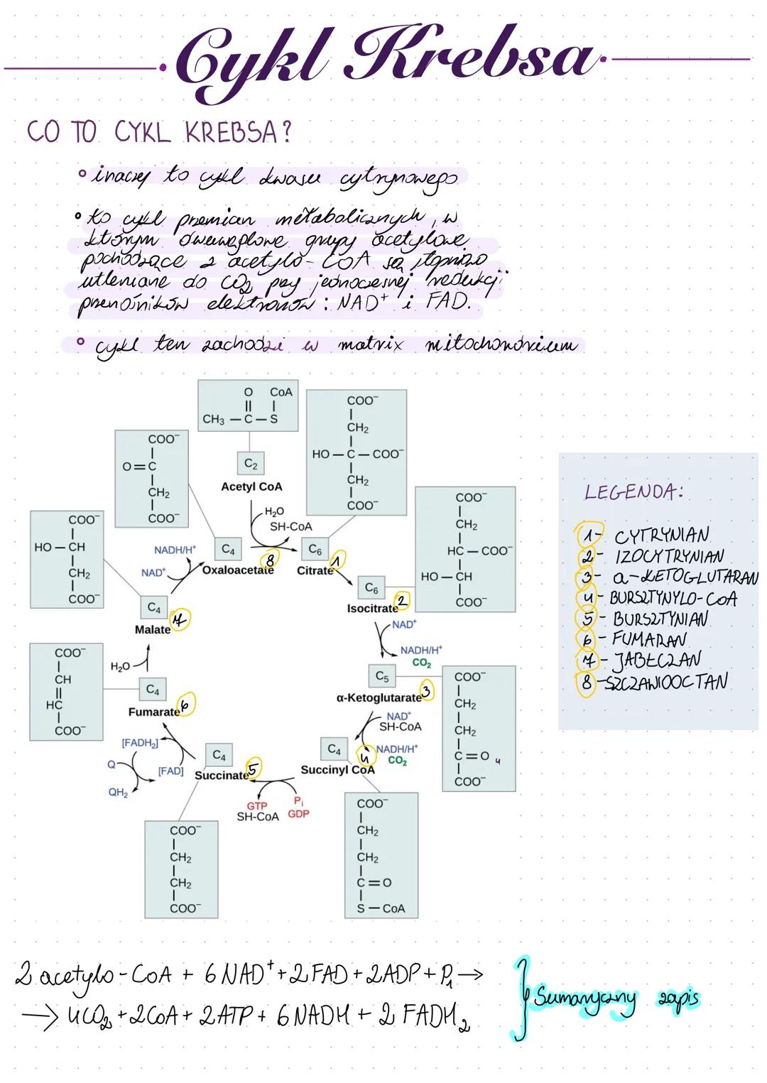 CO TO CYKL KREBSA?
• inacry to cyll dwasee cytrynowego.
• to cykl premian metabolicznych, w
ktorym swerweplowe grupy acetylove.
pochodzące &