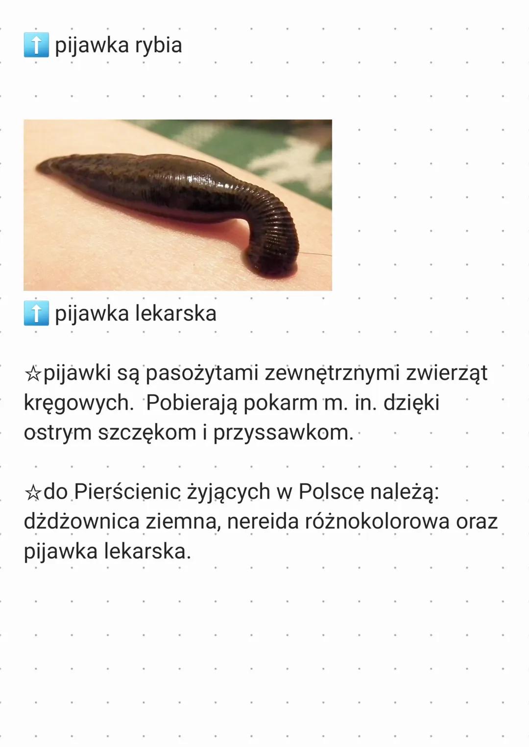 Biologia | Pierścienice
• gdzie żyją i jak wyglądają Pierścienice?
-w wodach mórz i oceanów
-w glebie i ściółce
✩ ciało Pierścienic jest
- w