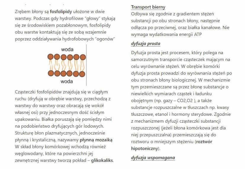 związek budowy błony komórkowej
(plazmatycznej) z pełnionymi przez nią funkcjami
Błona komórkowa to struktura, która oddziela
zawartość komó
