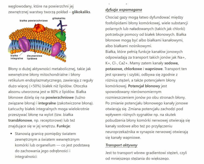 związek budowy błony komórkowej
(plazmatycznej) z pełnionymi przez nią funkcjami
Błona komórkowa to struktura, która oddziela
zawartość komó