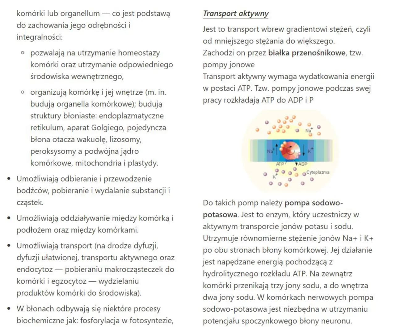 związek budowy błony komórkowej
(plazmatycznej) z pełnionymi przez nią funkcjami
Błona komórkowa to struktura, która oddziela
zawartość komó