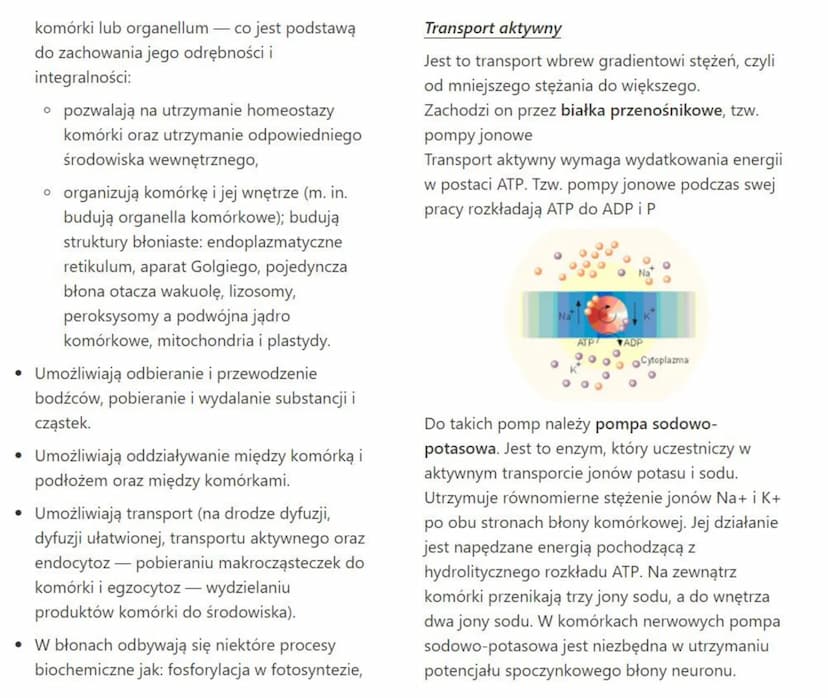 związek budowy błony komórkowej
(plazmatycznej) z pełnionymi przez nią funkcjami
Błona komórkowa to struktura, która oddziela
zawartość komó