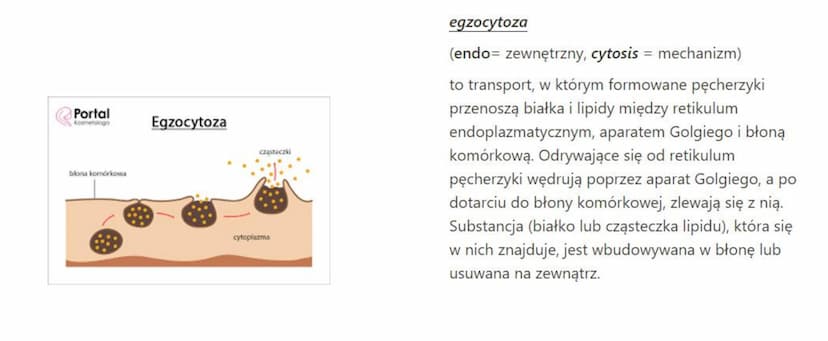 związek budowy błony komórkowej
(plazmatycznej) z pełnionymi przez nią funkcjami
Błona komórkowa to struktura, która oddziela
zawartość komó