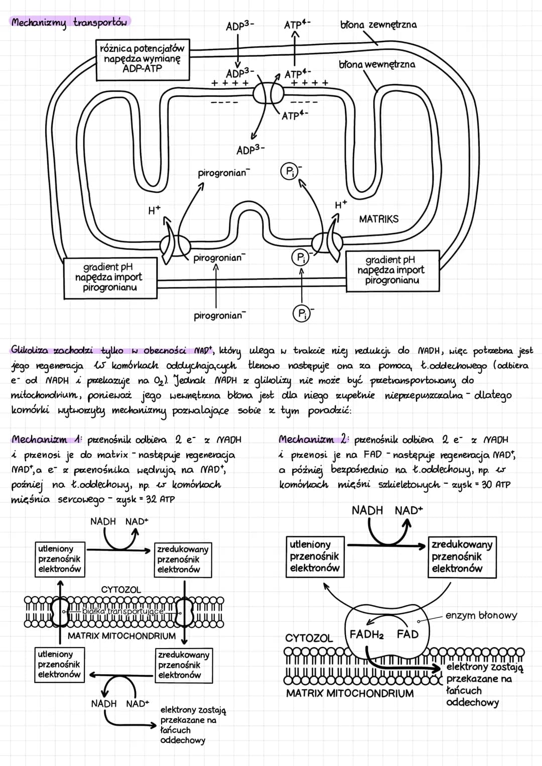 ODDYCHANIE TLENOWE
Oddychanie komórkowe - podstawowy proces dostarczający energi. Złożone związki organiczne → rozkład i utlenienie
+ uwolni