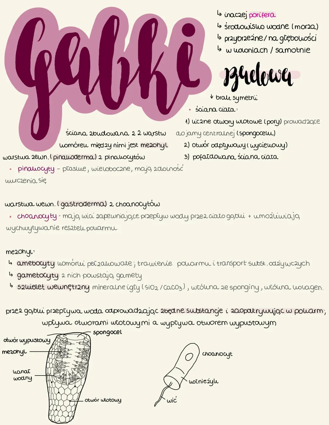 Gabhi
ściana zbudowana 2 2 warstw
womóreu między nimi jest me2ohyl
warstwa zewn. Ipinaloderma) 2 pinakocytów
pinalocyty - ptastue, wielobocz