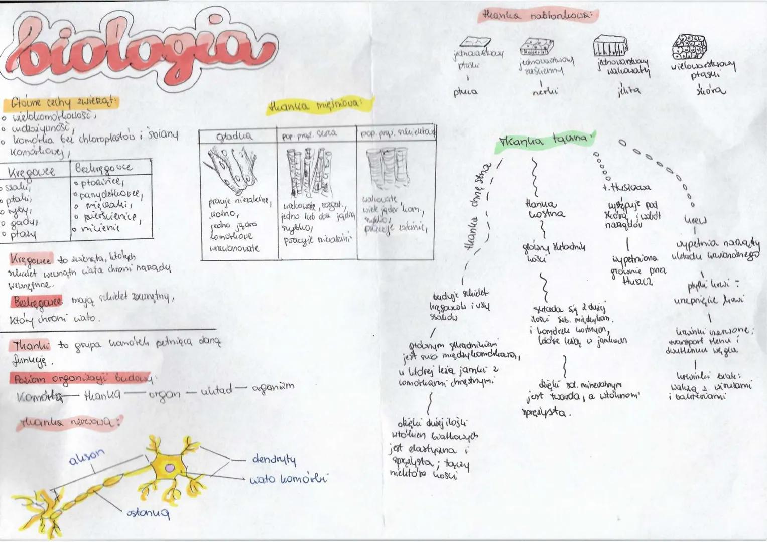 biologia
Glowne cechy zwierat.
o wielokomothowość
0 undi yunose
• komptha bez chloroplastois i soiany
котовану,
Kvegovee Beshiregowce
•ptomi