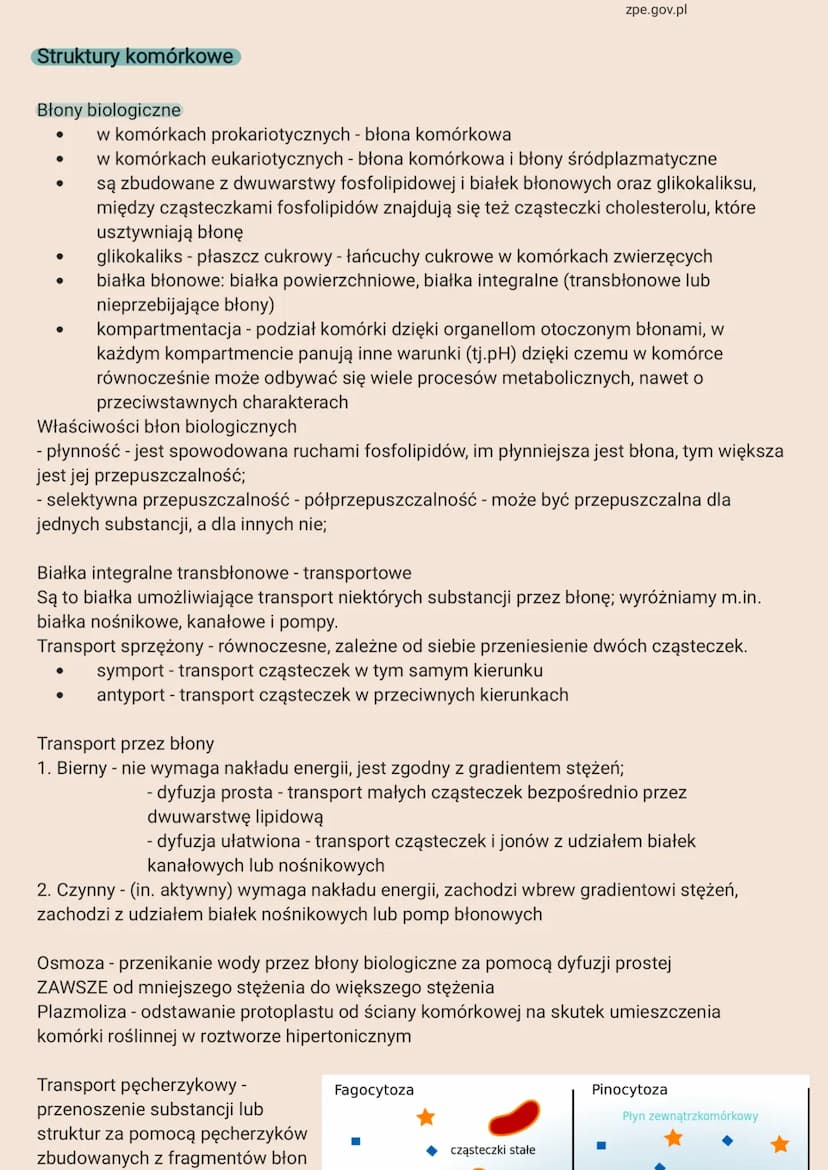 Rodzaje komórek
Poziomy organizacji komórkowej:
- organizmy jednokomórkowe - bakterie, protisty, grzyby, rośliny pierwotnie wodne
- formy ko
