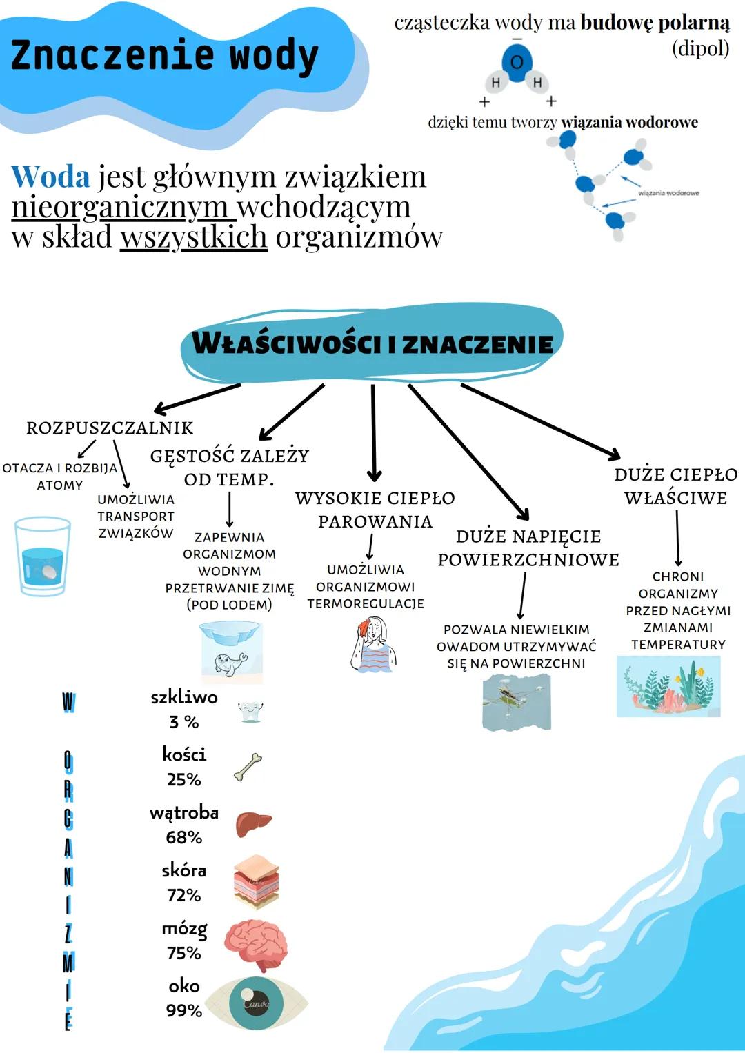 Znaczenie wody
Woda jest głównym związkiem
nieorganicznym wchodzącym
w skład wszystkich organizmów
ROZPUSZCZALNIK
OTACZA I ROZBIJA
ATOMY
|
G
