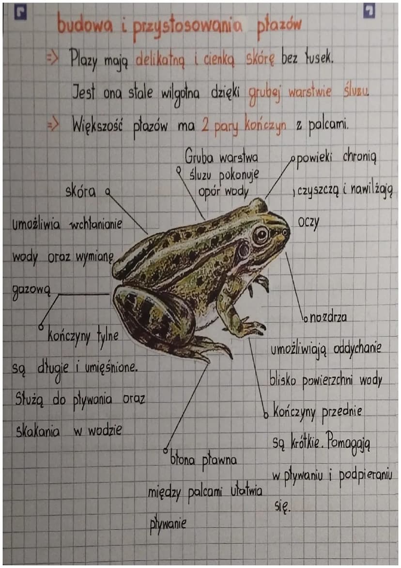 Balign play
miejsce życia
Większość płazów jest dwuśrodowiskowa - żyją na lądzie, ale
na czas rozrodu wędrują do wód słodkich (np. do stawów