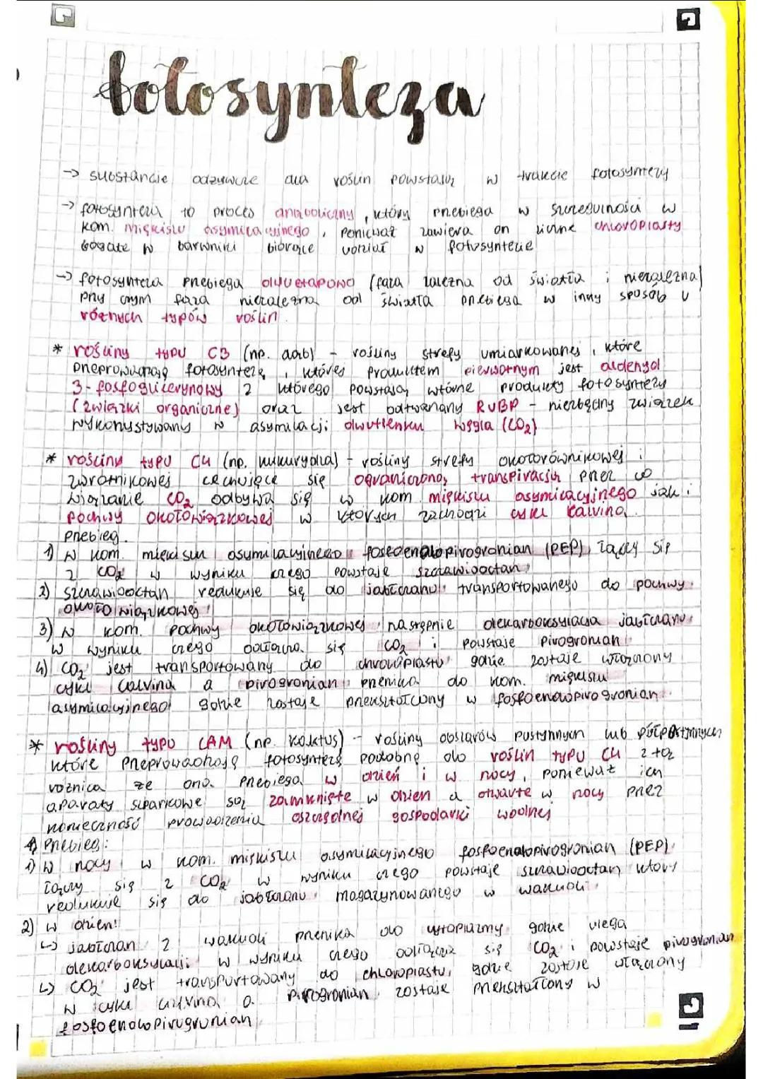 Rośliny C3, C4 i CAM - Przykłady i Fotosynteza dla Ciekawskich