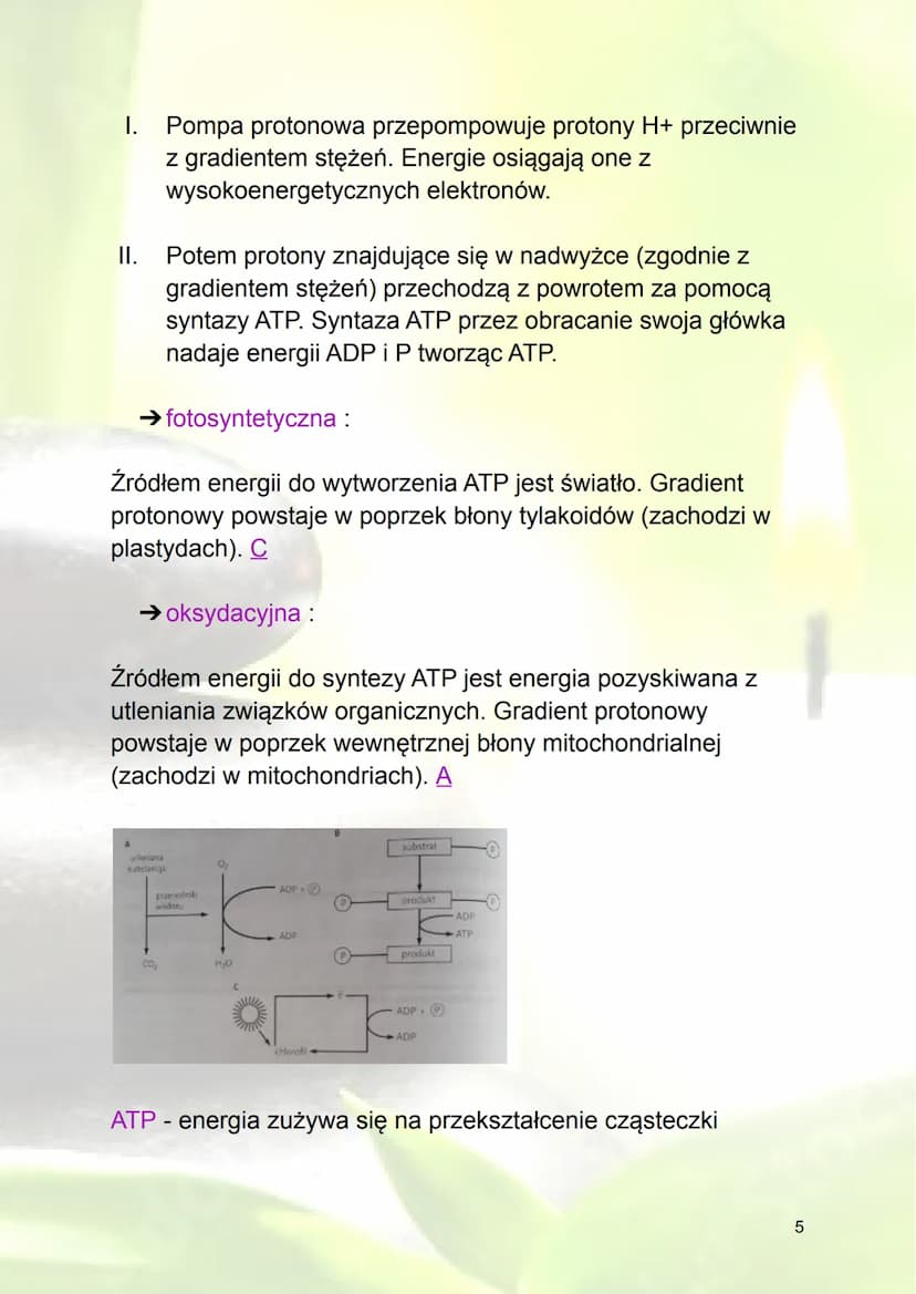 Podstawowe zasady metabolizmu
1. Metabolizm - ogół przemian biochemicznych
zachodzących w organizmie
Energia - zdolność do wykonania pracy (