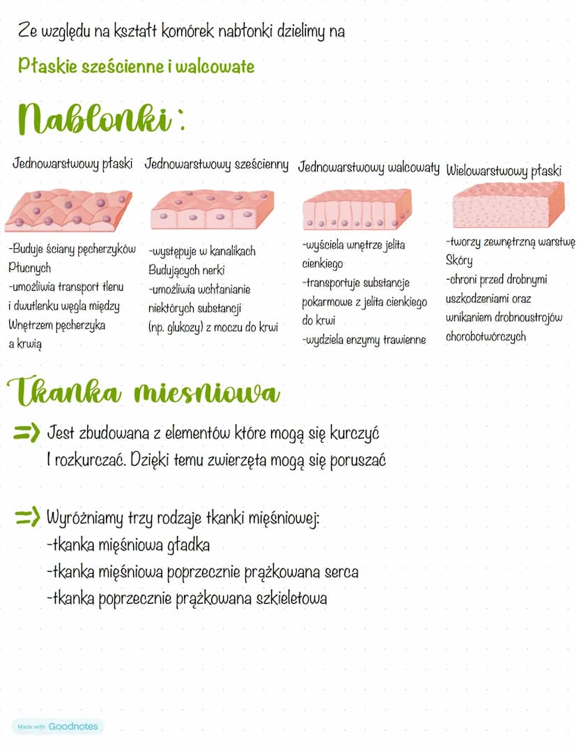 Biologia
Ciała zwierząt Są zbudowane z tkanki nabłonkowej, tkanki mięśniowej,
tkanki nerwowej i tkanki łącznej
Thanki zwierzece
=>Tkanka nab