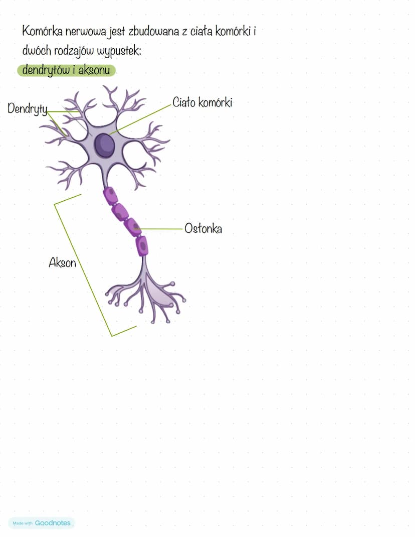 Biologia
Ciała zwierząt Są zbudowane z tkanki nabłonkowej, tkanki mięśniowej,
tkanki nerwowej i tkanki łącznej
Thanki zwierzece
=>Tkanka nab