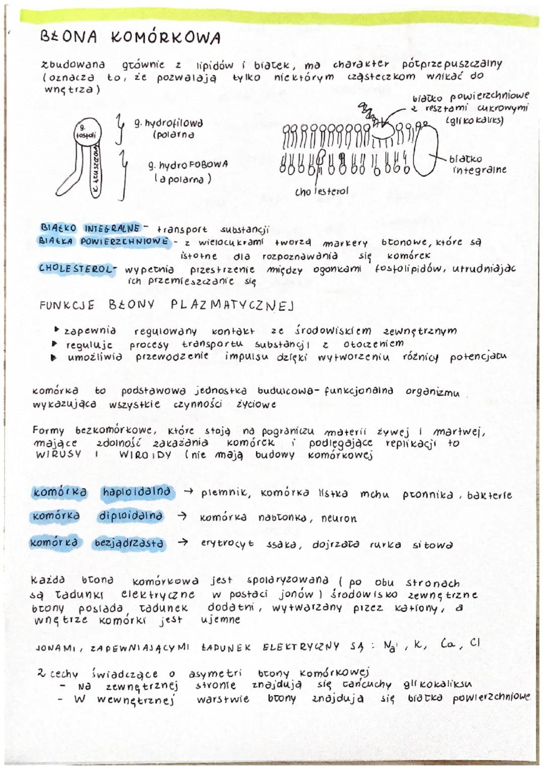 # BŁONA KOMÓRKOWA

zbudowana głównie z lipidów i białek, ma charakter potprzepuszczalny
(oznacza to, że pozwalają tylko niektórym cząsteczko