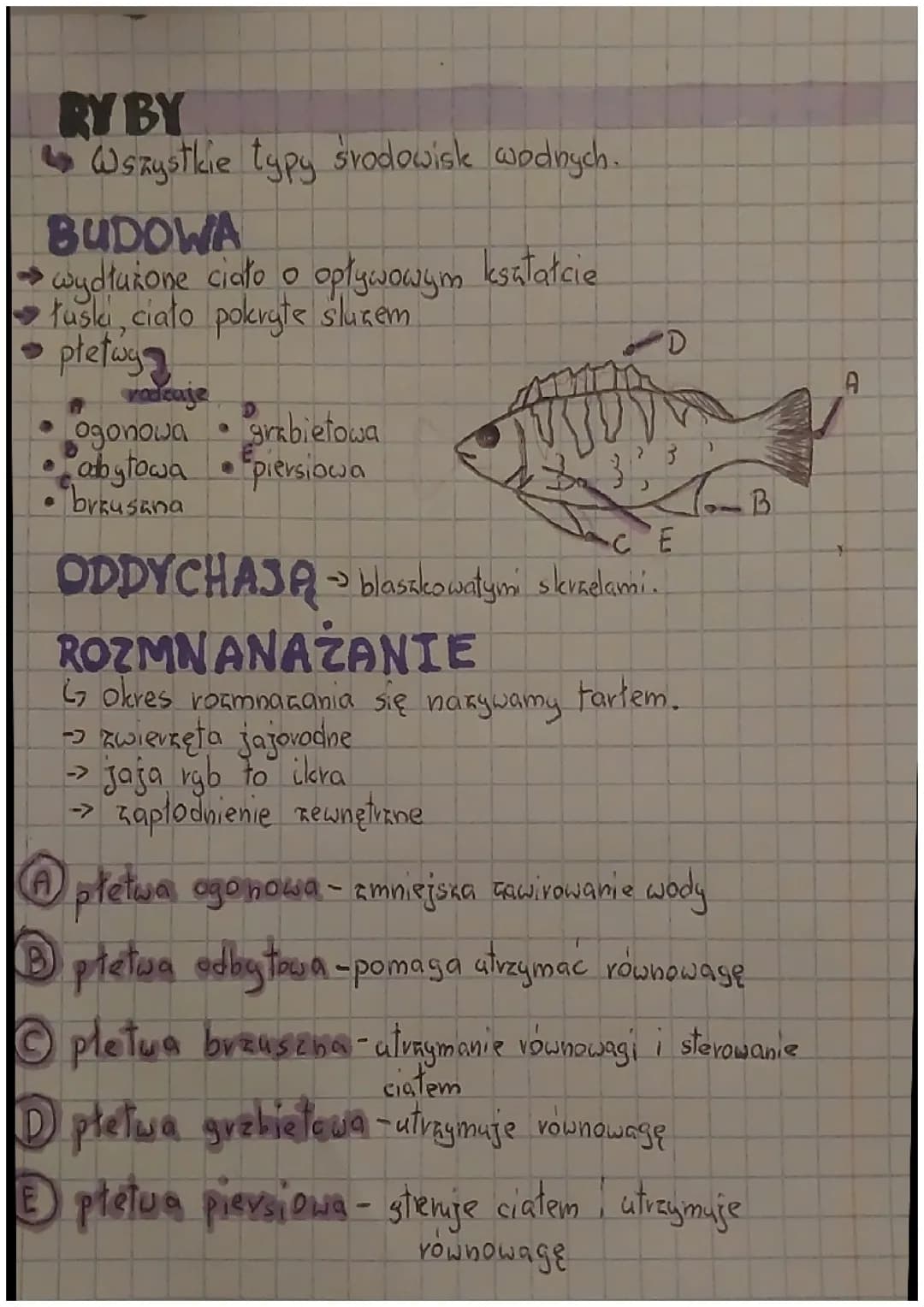 kręgowce zmiennocieplne "ryby"