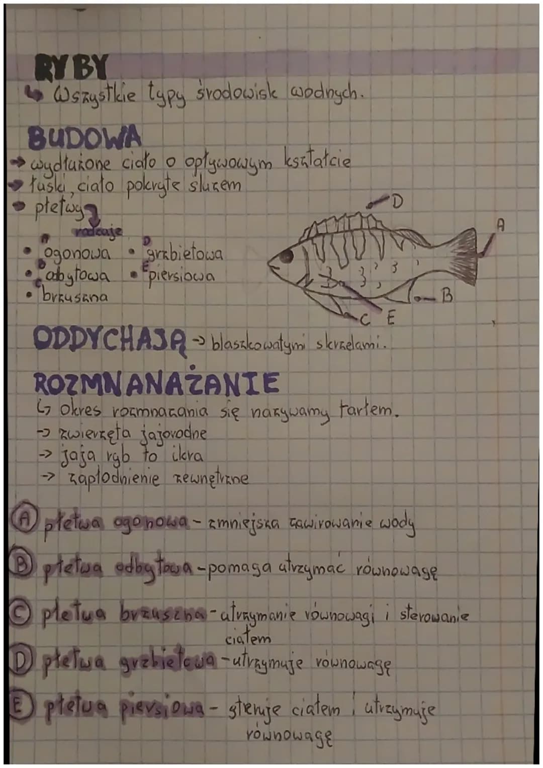 RY BY
↳ Wszystkie typy środowisk wodnych.
BUDOWA
→wydłużone ciało o opływowym kształcie.
tuski, ciało pokryte sluzem
płetwy
rodzaje
D
ogonow