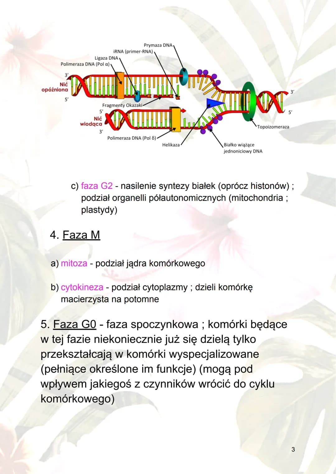 Cykl komórkowy i apoptoza
1.Cykl komórkowy - ogół procesów rozwoju
komórek; wzrost i jego podział.
2.Fazy cyklu komórkowego :
a) interfaza -