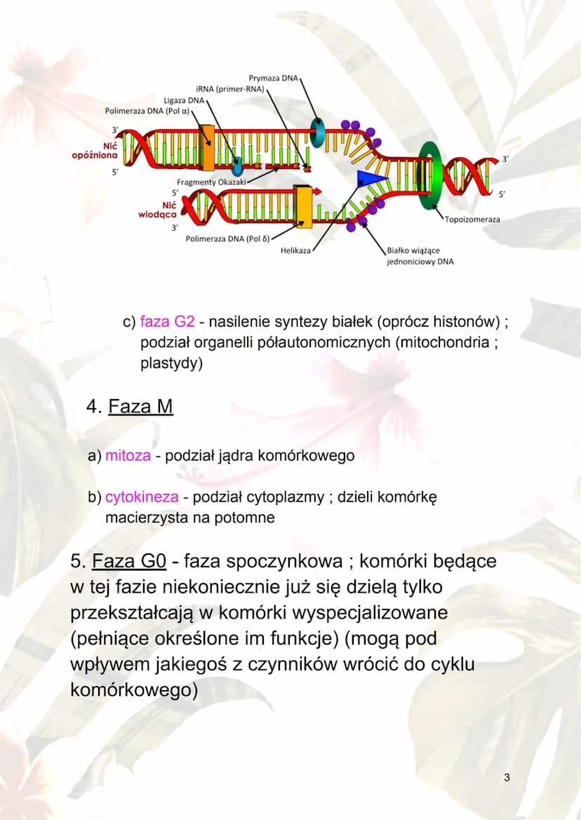 Cykl komórkowy i apoptoza
1.Cykl komórkowy - ogół procesów rozwoju
komórek; wzrost i jego podział.
2.Fazy cyklu komórkowego :
a) interfaza -