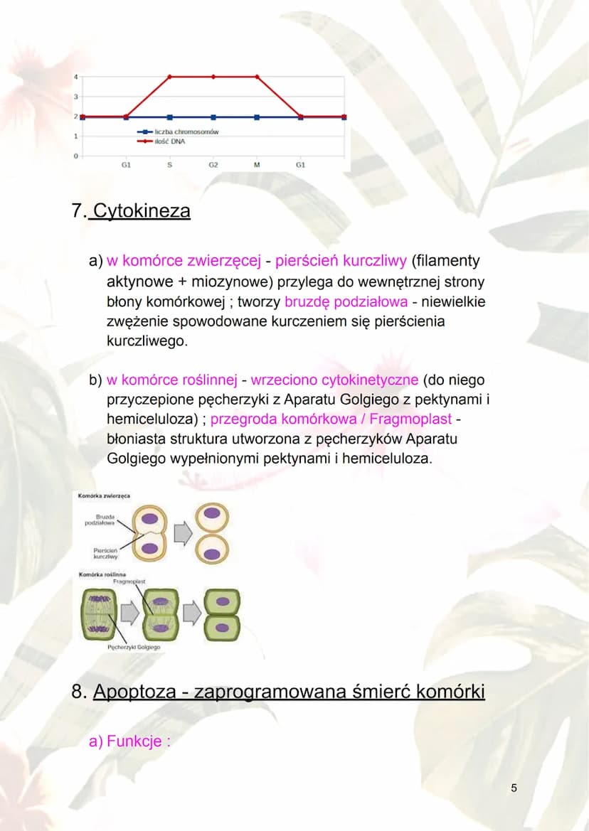 Cykl komórkowy i apoptoza
1.Cykl komórkowy - ogół procesów rozwoju
komórek; wzrost i jego podział.
2.Fazy cyklu komórkowego :
a) interfaza -