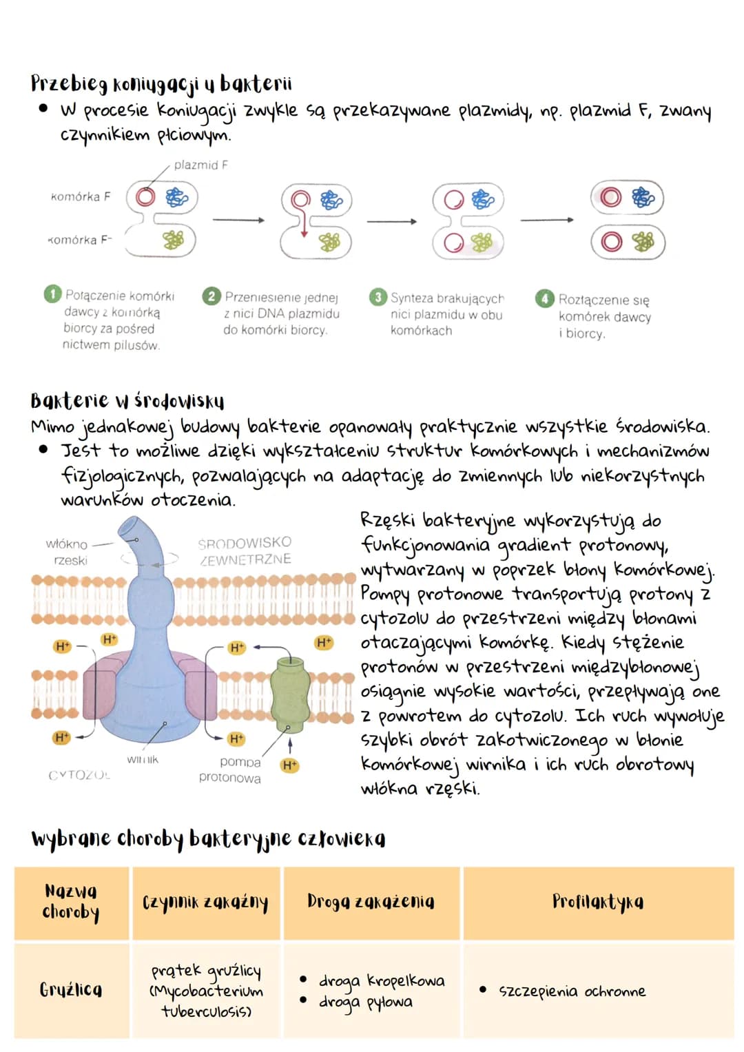 --- OCR Start ---
Organizmy prokgriotyczne -
bakterie i grcheowce
Organizmy prokgriotyczne
• Pierwsze ślady życia na Ziemi pochodzą sprzed o