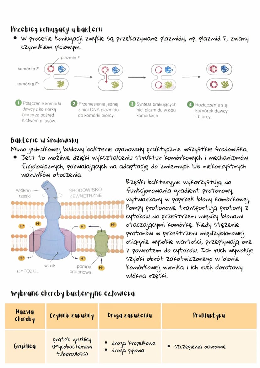 --- OCR Start ---
Organizmy prokgriotyczne -
bakterie i grcheowce
Organizmy prokgriotyczne
• Pierwsze ślady życia na Ziemi pochodzą sprzed o