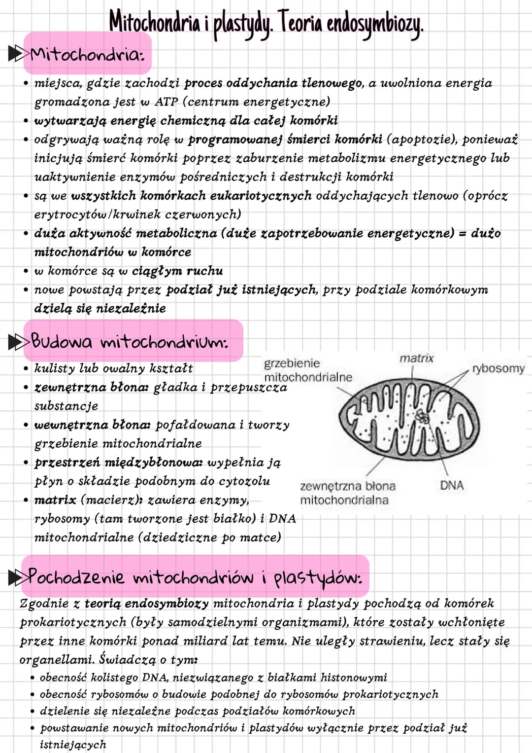 Mitochondria i plastydy. Teoria endosymbiozy.
Mitochondria:
miejsca, gdzie zachodzi proces oddychania tlenowego, a uwolniona energia
gromadz