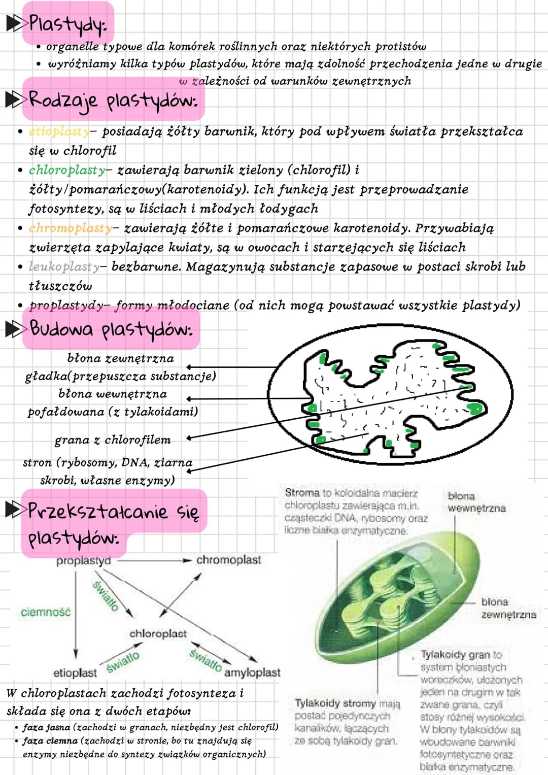 Mitochondria i plastydy. Teoria endosymbiozy.
Mitochondria:
miejsca, gdzie zachodzi proces oddychania tlenowego, a uwolniona energia
gromadz
