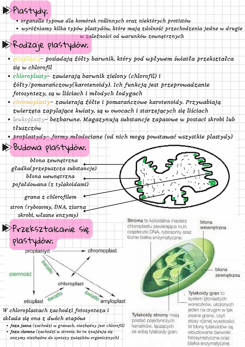 Mitochondria i plastydy. Teoria endosymbiozy.
Mitochondria:
miejsca, gdzie zachodzi proces oddychania tlenowego, a uwolniona energia
gromadz