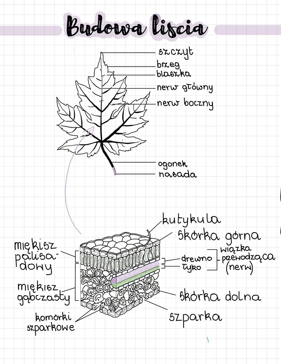 # Budowa liscia

- szczyt
- brzeg
- blaszka
- nerw główny
-nerw boczny

mię kisz
palisa
dowy

miękiez
gąbczasty

komórki
szparkowe

ogonek
n